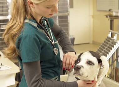 4th Street Pet Hospital
