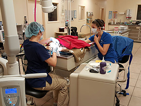 Dental-Procedure-1 4th Street Pet Hospital