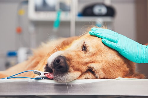 Surgery-min 4th Street Pet Hospital