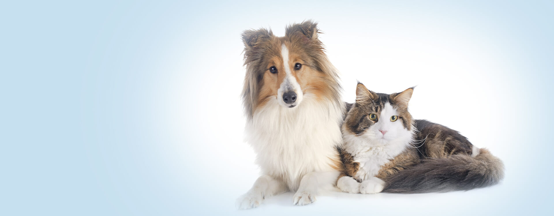 4th Street Pet Hospital